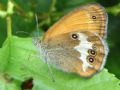 Coenonympha arcania